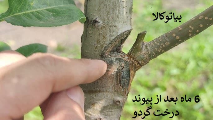 6 ماه بعد از پیوند درخت گردو